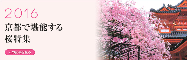 京都で堪能する桜特集