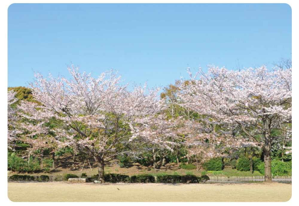 桜