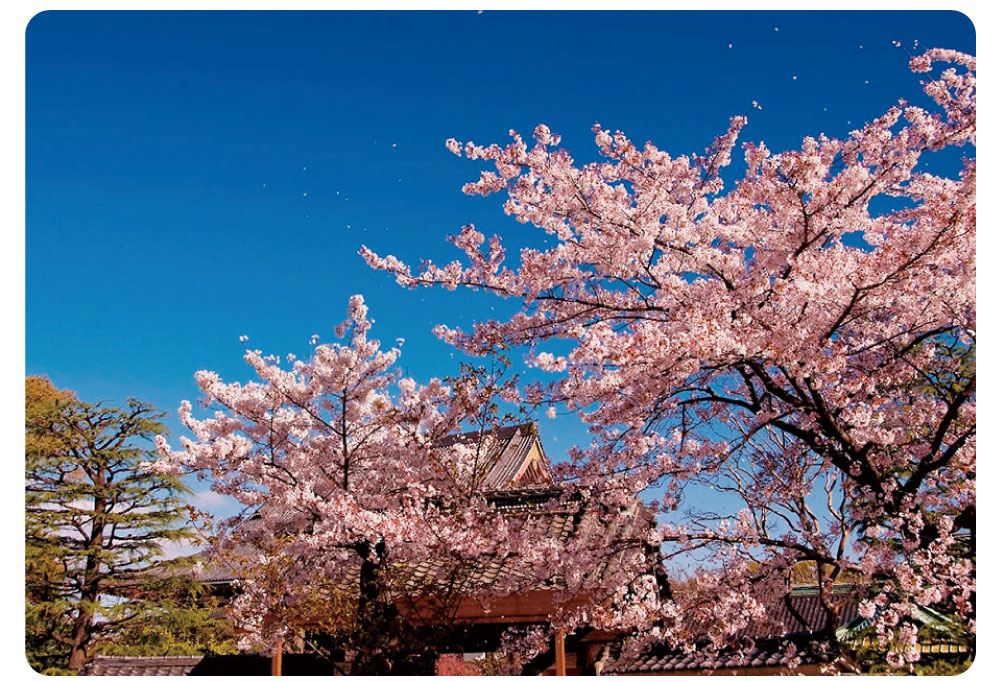 桜