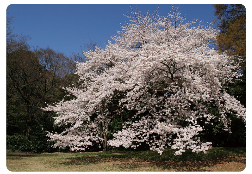 桜