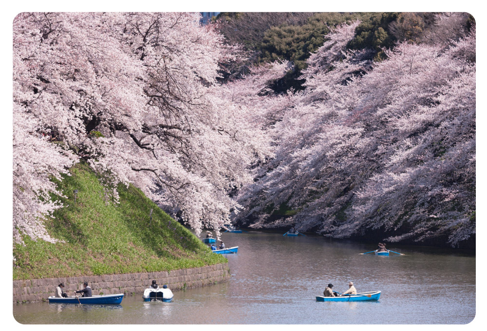 桜