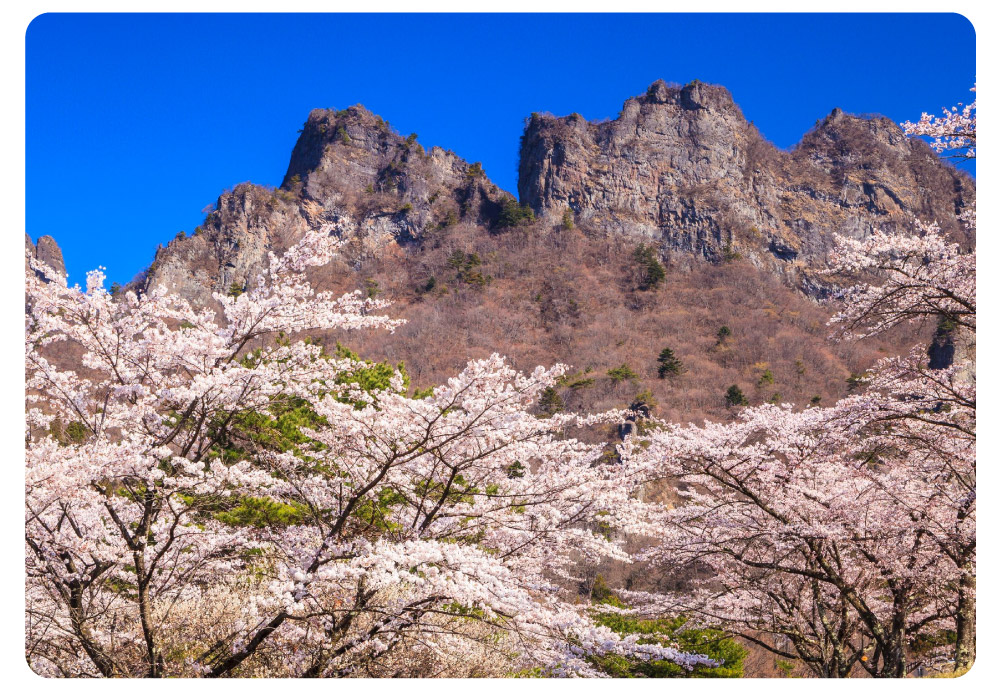 桜