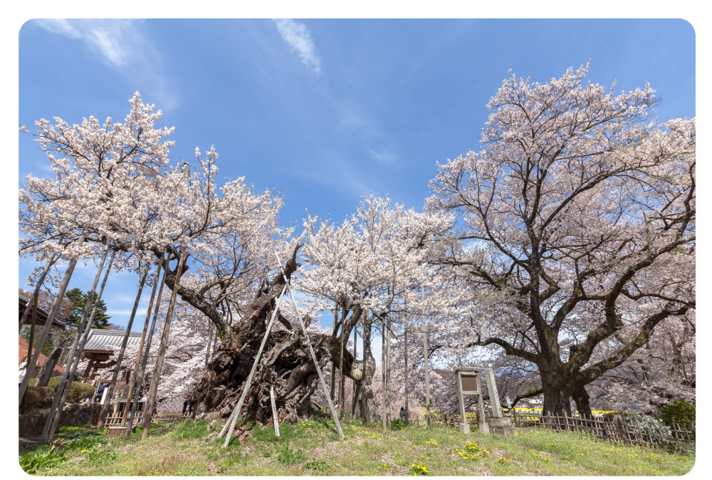 桜