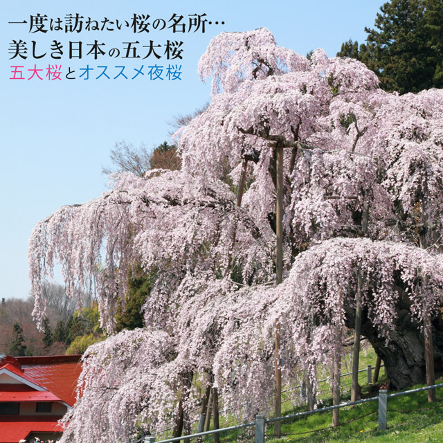 五大桜とオススメ夜桜