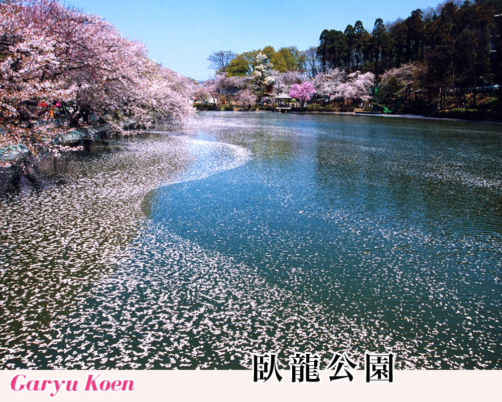 臥龍公園 桜