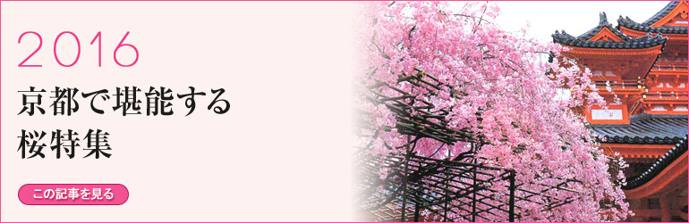 京都で堪能する桜特集