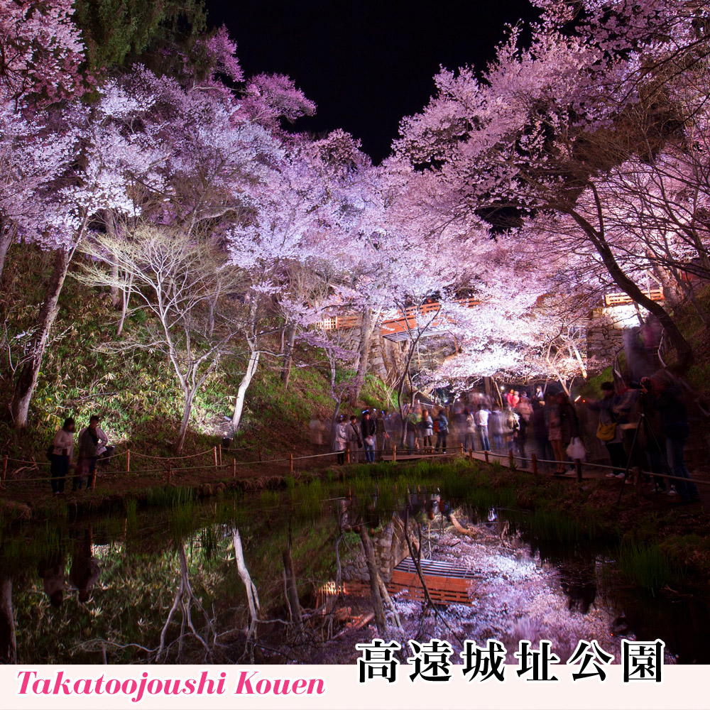 高遠城址公園　水鏡＆夜桜