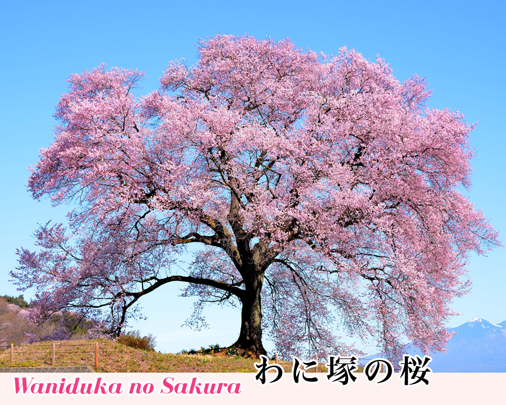 わに塚の桜