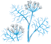 フェンネル　アロマオイル　事典