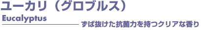 ユーカリ（グロブルス）　アロマオイル　事典