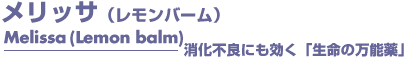 メリッサ（レモンバーム）　アロマオイル　事典