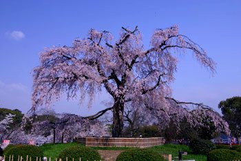 円山公園