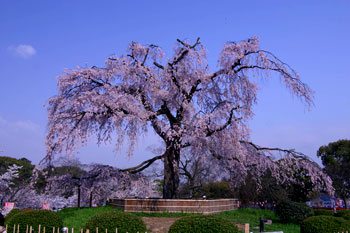 円山公園