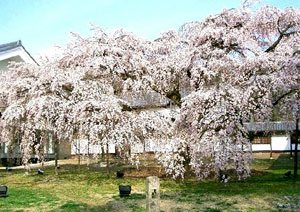 醍醐寺