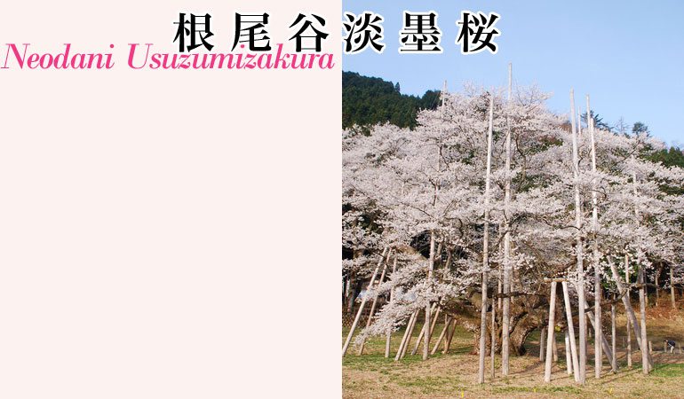 根尾谷淡墨桜