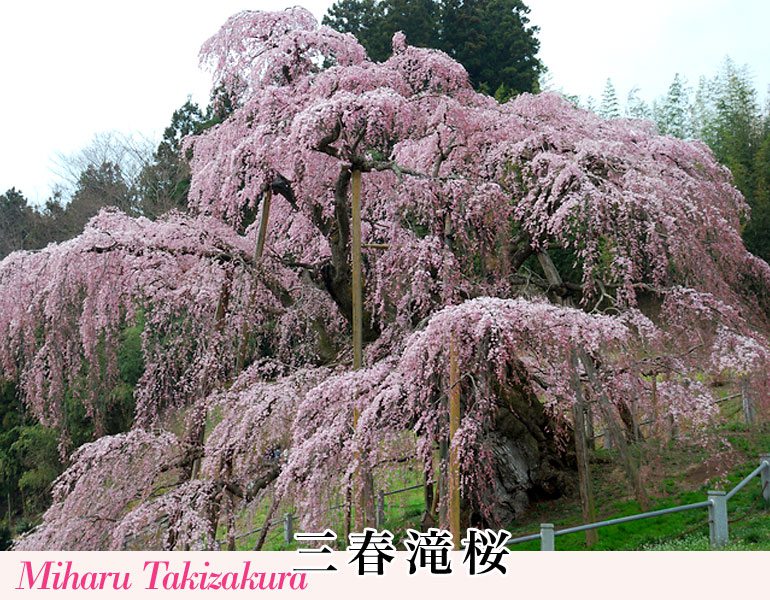 三春滝桜