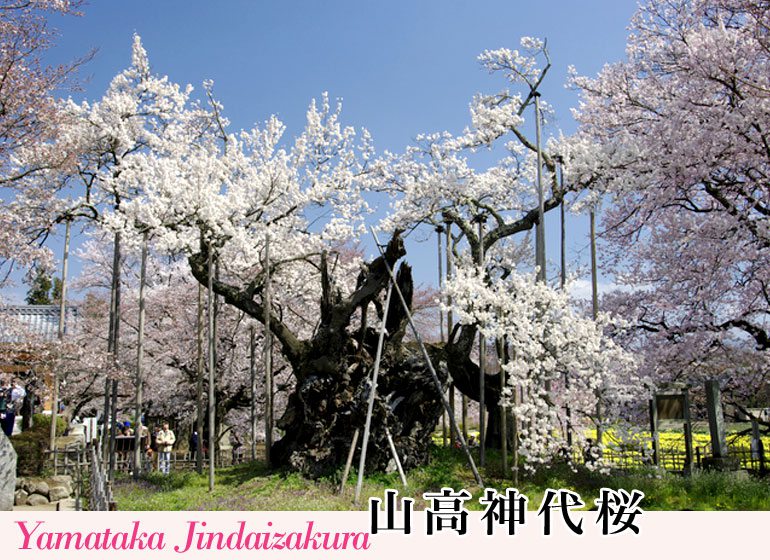 山高神代桜