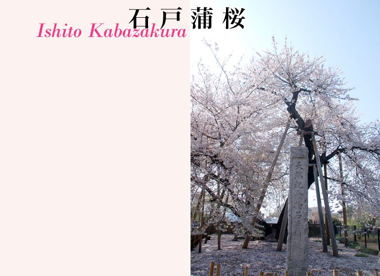 石戸蒲桜