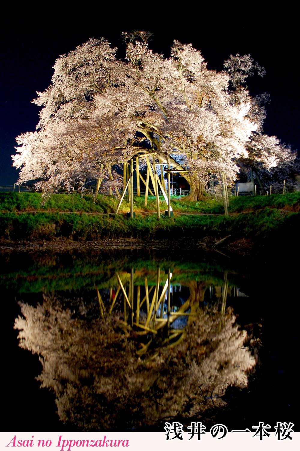 浅井の一本桜（あさいのいっぽんざくら）