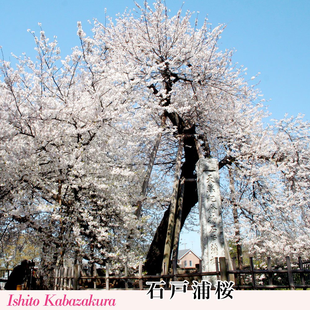 石戸浦桜（いしとかばざくら）