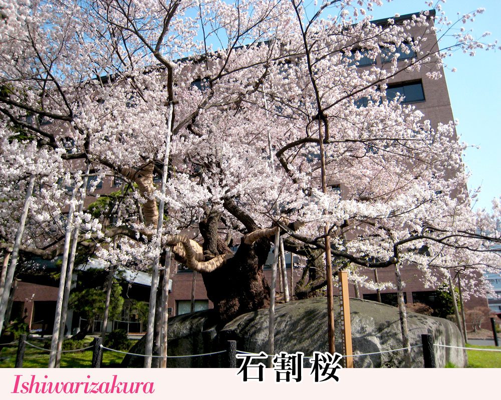 石割桜（いしわりざくら）