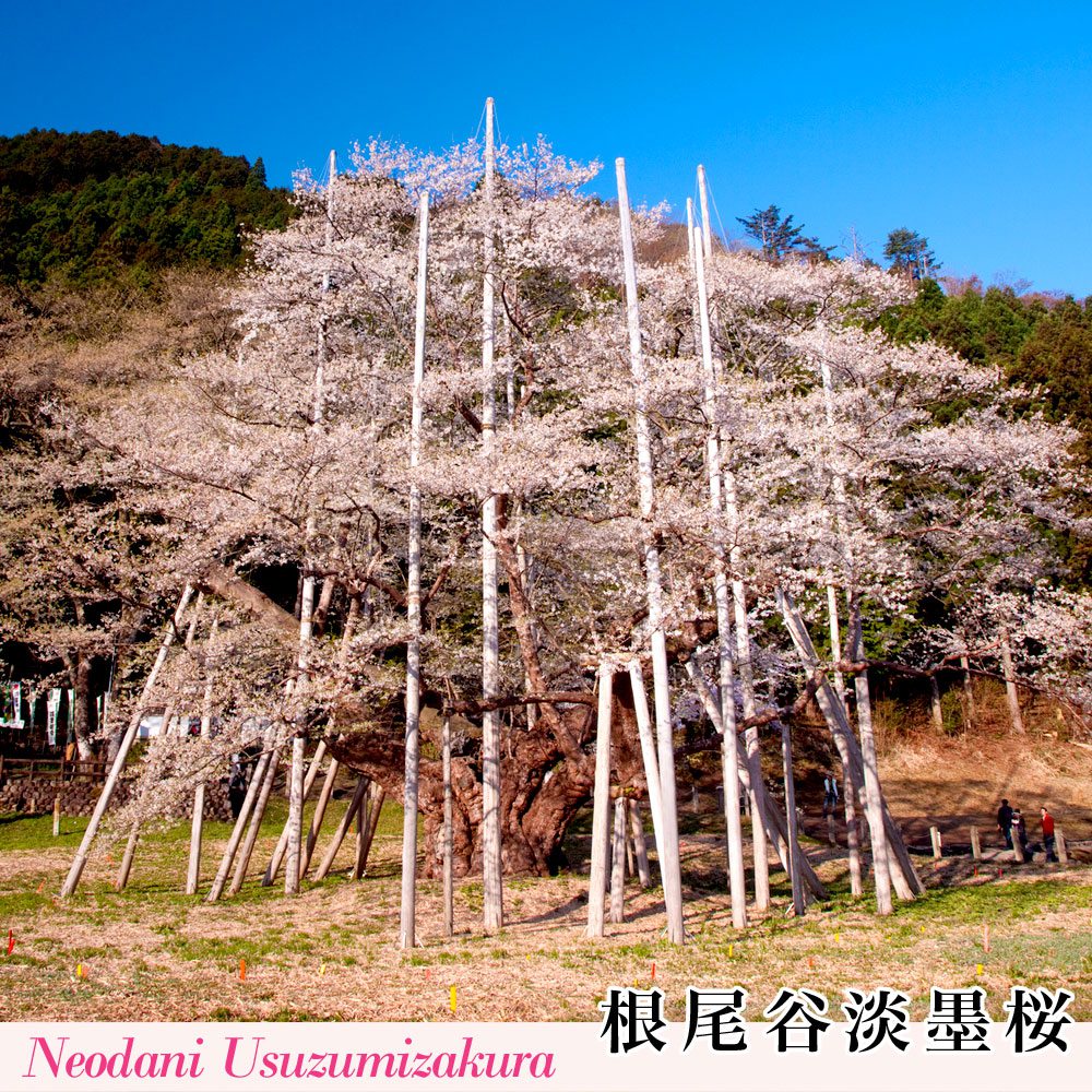 根尾谷淡墨桜（ねおうすずみざくら）