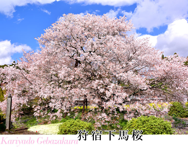 狩宿下馬桜