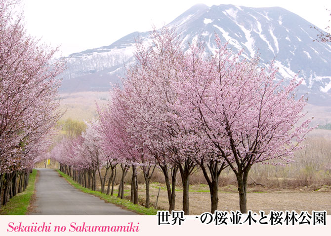 世界一の桜並木と桜林公園