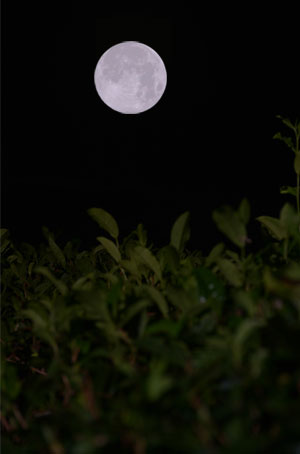 moon_04_pic_fullmoon_greentea