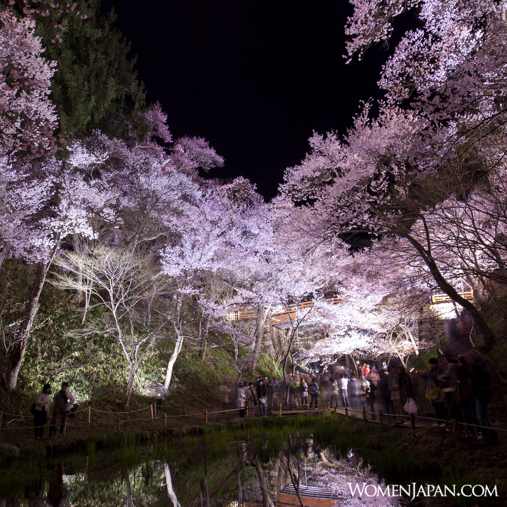 大人の桜旅 一度は見に行きたい 日本の桜名所&名桜650景
